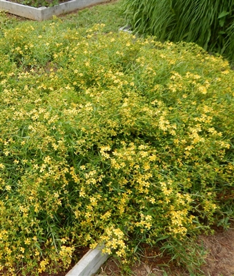 Round-fruited Saint John's Wort