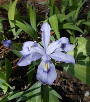 Dwarf Crested Iris