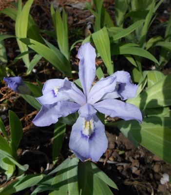 Dwarf Crested Iris