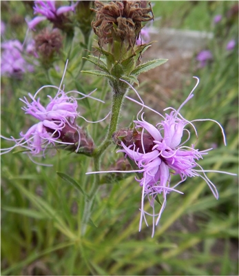 Scaly Blazing Star