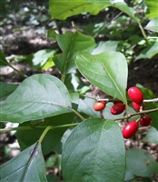 Spicebush