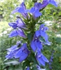 Great Blue Lobelia