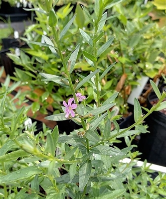 Winged Loosestrife