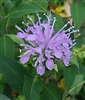 Wild Bergamot