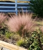 Pink Muhly Grass