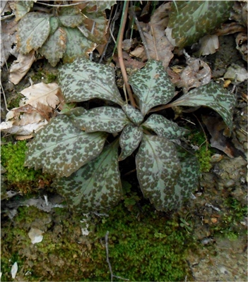 Allegheny Spurge