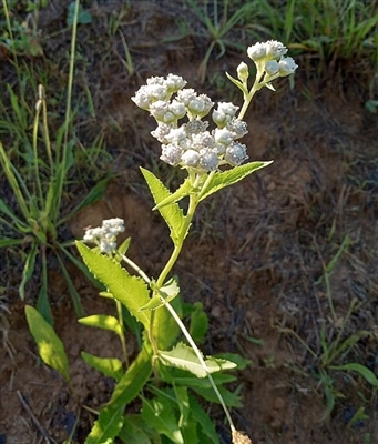 Wild Quinine