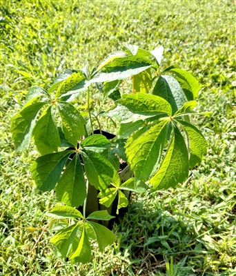 Virginia Creeper