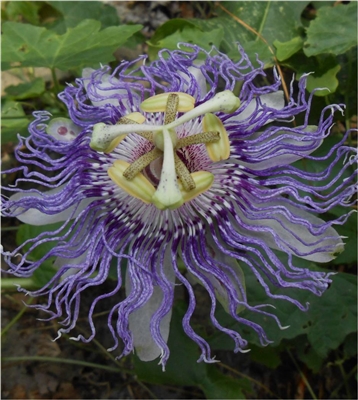 Passion Vine, Maypop