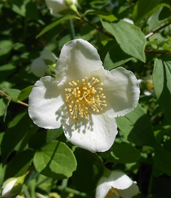 Appalachian Mock Orange