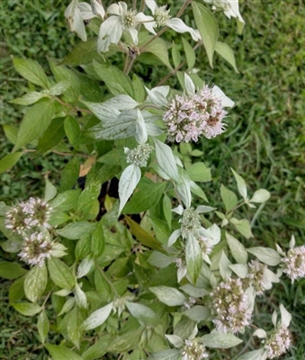 Hoary Mountain Mint