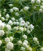 Slender Mountain Mint