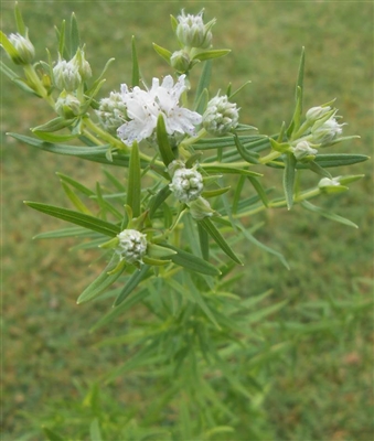 Virginia Mountain Mint