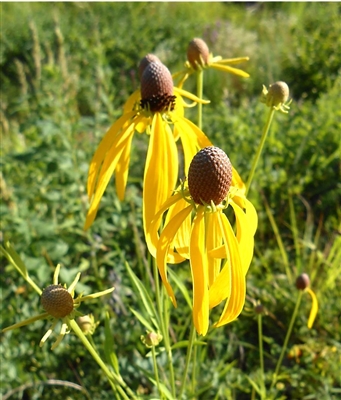 Grey-headed Coneflower