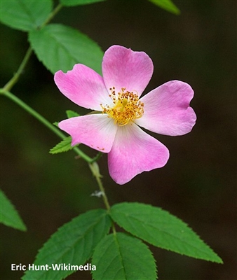 Prairie Rose