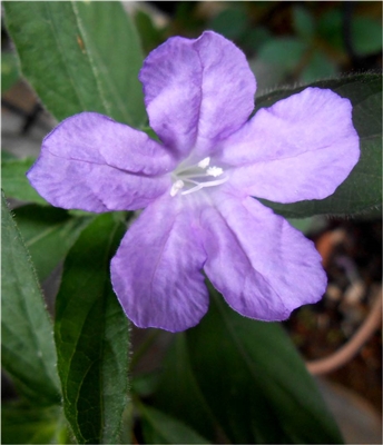 Carolina Wild Petunia