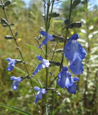 Blue Sage