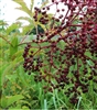 Elderberry