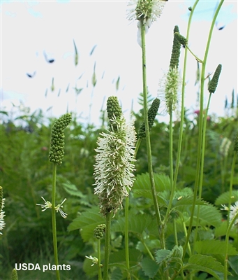 American Burnet