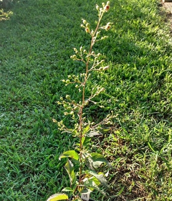 Figwort