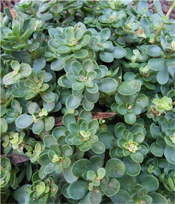 Whorled Stonecrop