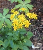 Golden Ragwort