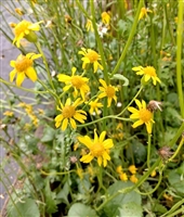 Roundleaf Ragwort