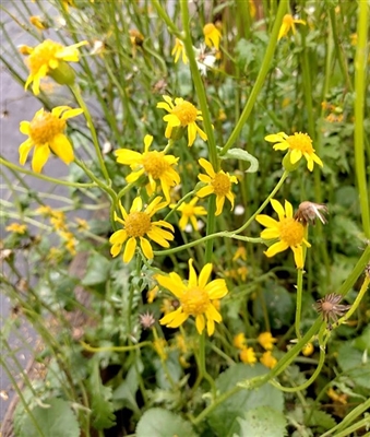 Roundleaf Ragwort