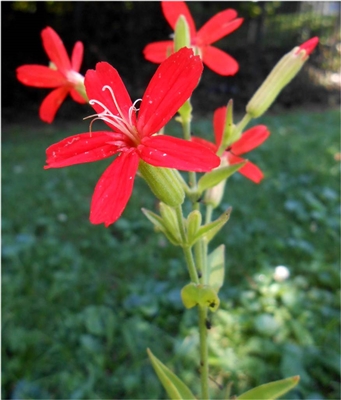 Royal Catchfly