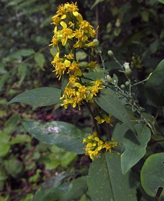 Zigzag Goldenrod