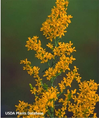 Gray Goldenrod