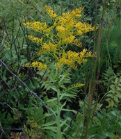 Licorice Goldenrod