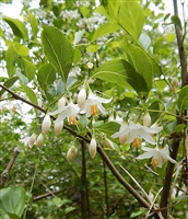 American Snowbell