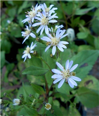 Blue Wood Aster