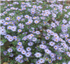 Aromatic Aster