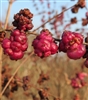 Coralberry