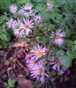 Late Purple Aster