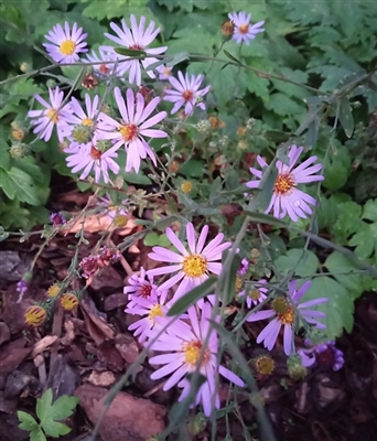 Late Purple Aster
