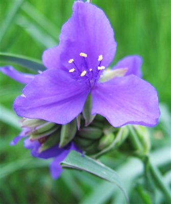 Ohio Spiderwort