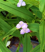 Zigzag Spiderwort