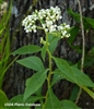 White Crownbeard