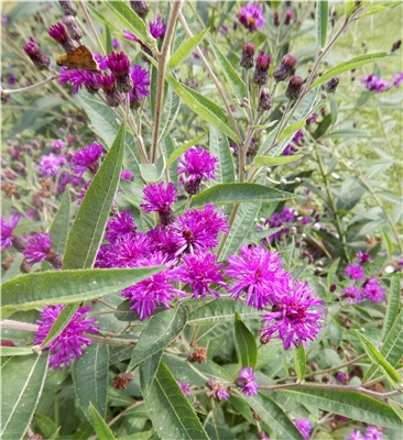 Missouri Ironweed