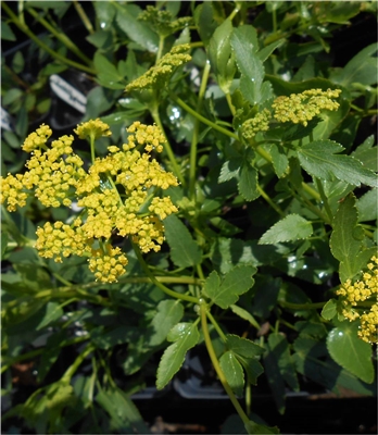 Heart-leaved Golden Alexanders