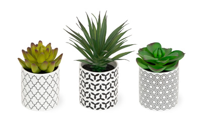 Geometric Succulents