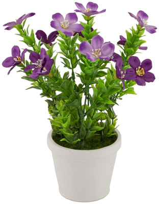 Purple Impatiens Potted Plant