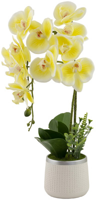 Yellow Orchid