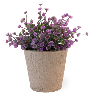 Purple Bell Fern in Paper Pot