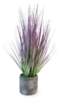 Grasses Purple Grass