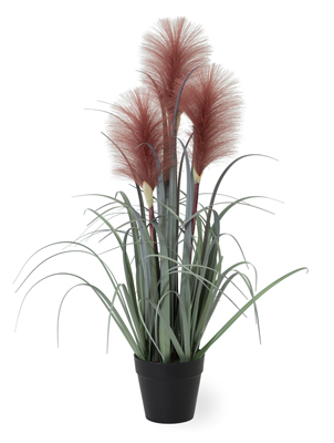 Foxtail Mauve Small Grass