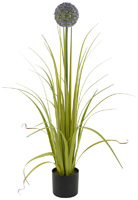 Allium Grass Plant